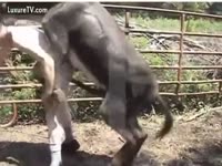 [ Zoophilia Sex DVD ] A pervert acquires drilled by a donkey